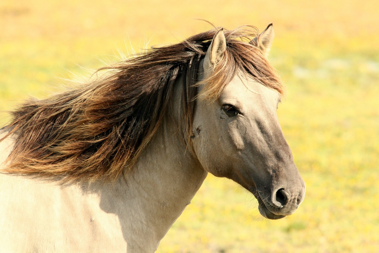 cavallo