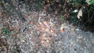 I rifiuti che si trovano sparpagliatinel bosco sono tra i più vari: l bottigliette sono un classico, ma persino un pennarello