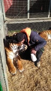 Circo Medrano addestratore Giordano Caveagna e le sue tigri (1)