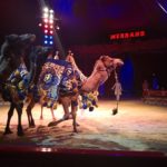 Circo Medrano Firenze Isolotto