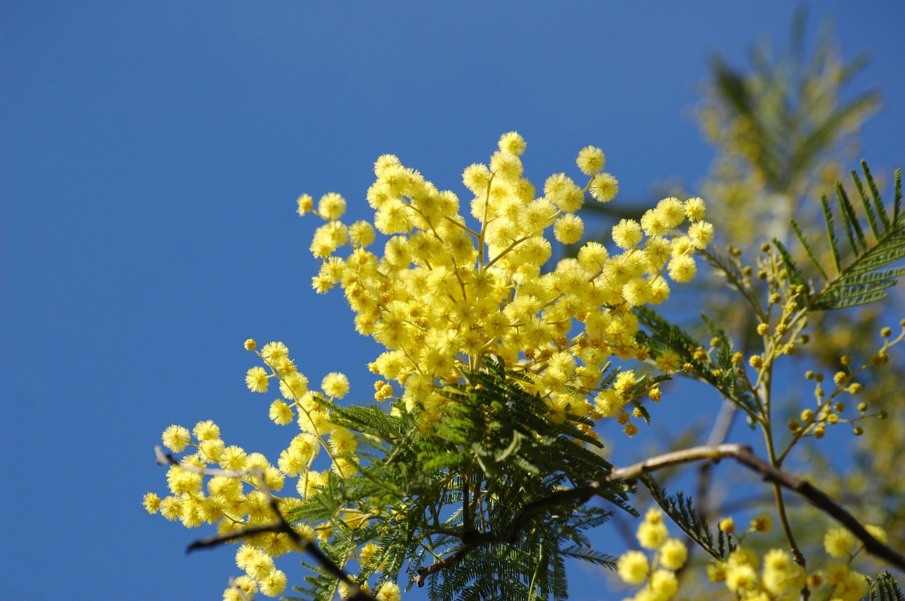 mimosa festa della donna