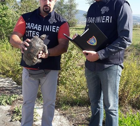 tartaruga sarda salvata carabinieri forestali badia a settimo
