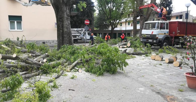 Gli alberi durante l'abbattimento - foto Italia Nostra