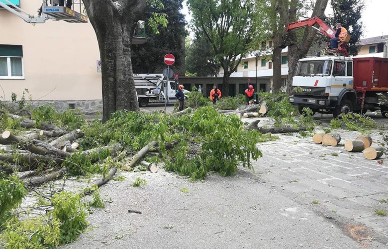 Gli alberi durante l'abbattimento - foto Italia Nostra