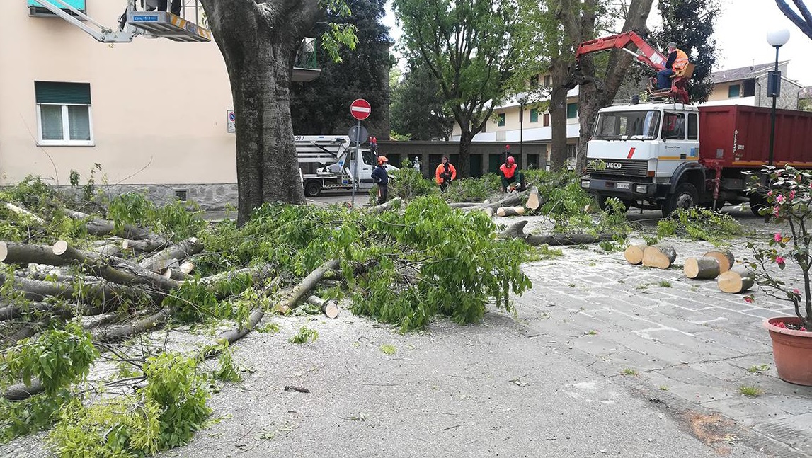 Gli alberi durante l'abbattimento - foto Italia Nostra