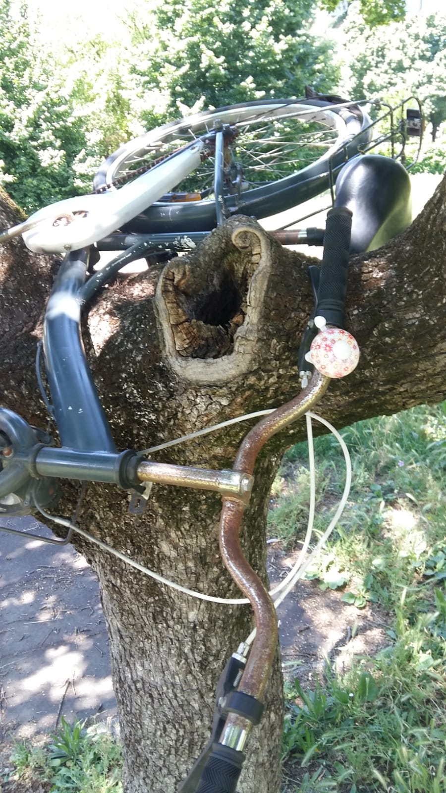 Una bicicletta lanciata sull'albero e lasciata in equilibrio precario