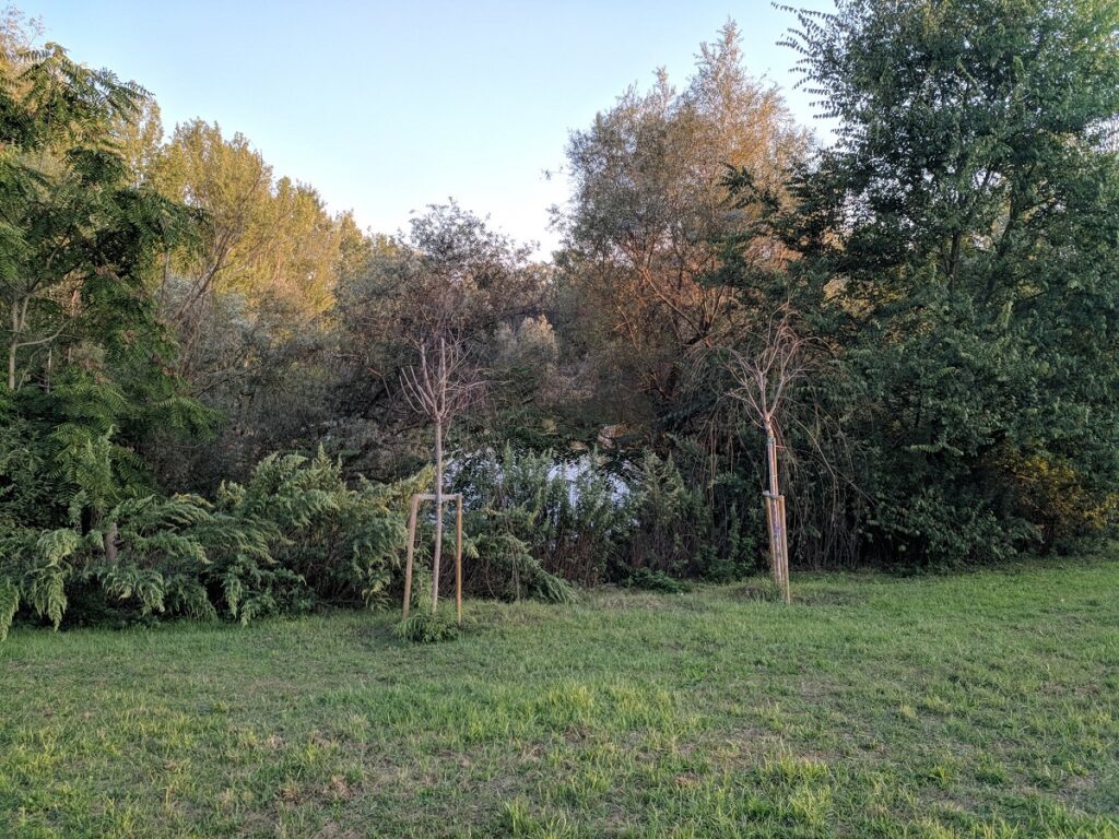 Parco dell'Argingrosso, il laghetto tra i cespugli