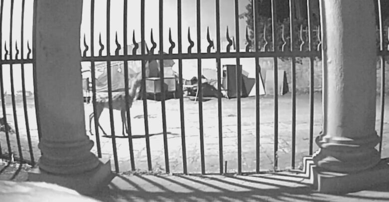 Un capriolo che passa indisturbato in via di Monte Oliveto, davanti alla chiesa. Negli ultimi anni sulle colline di Bellosguardo, Marignolle e Soffiano, gli ungulati rappresentano un problema per la sicurezza stradale e l'agricoltura.