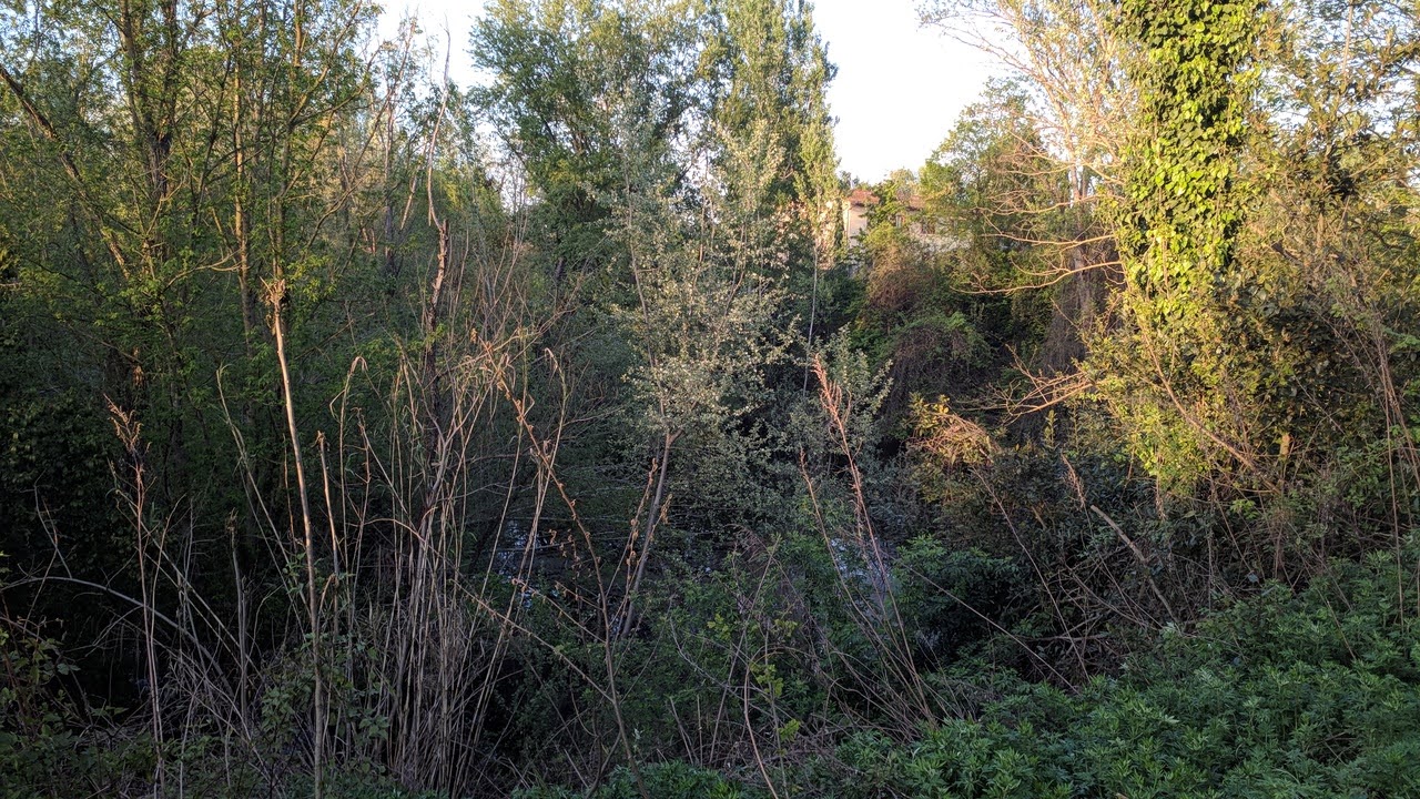 Laghetto con vegetazione boscosa tutt'ora presente al Parco Dell'Argingrosso all'Isolotto