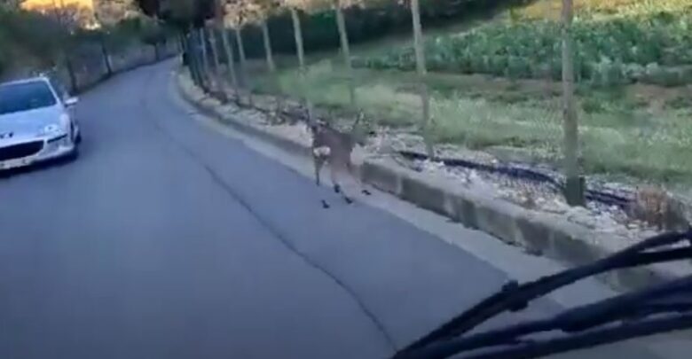 capriolo via di soffiano