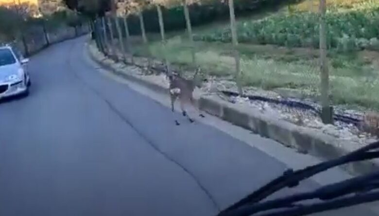 capriolo via di soffiano