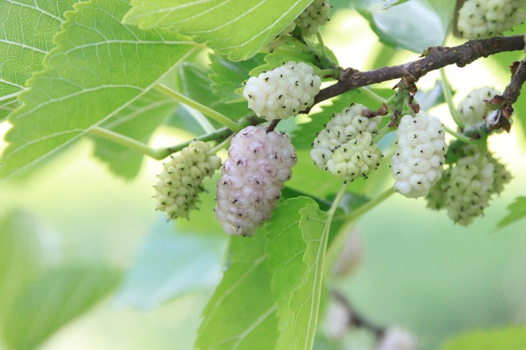 Gelso bianco