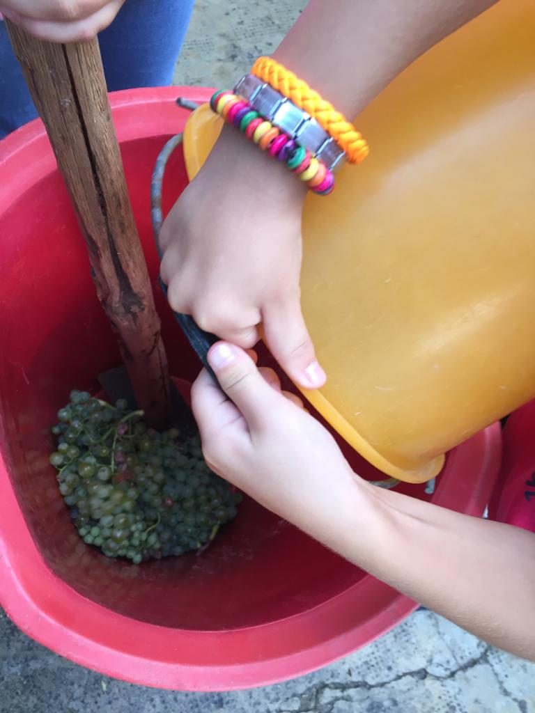 vendemmia dei bambini fattoria dei ragazzi g20 agricoltura (3)