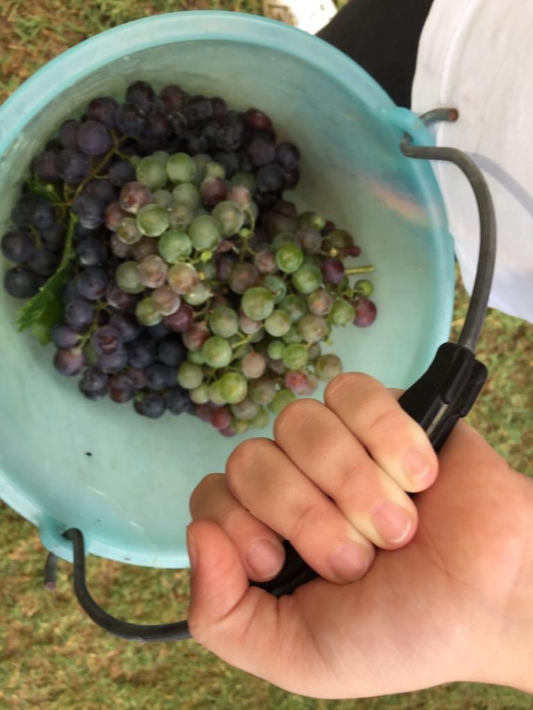 vendemmia dei bambini fattoria dei ragazzi g20 agricoltura (4)