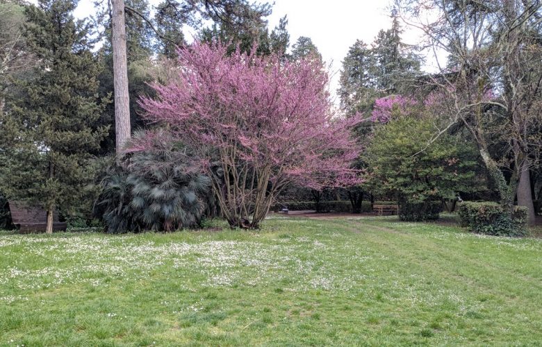 Albero di Giuda in Fiore Villa Strozzi