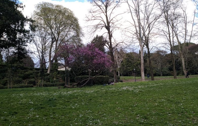 albero di Giuda fiorito Boschetto