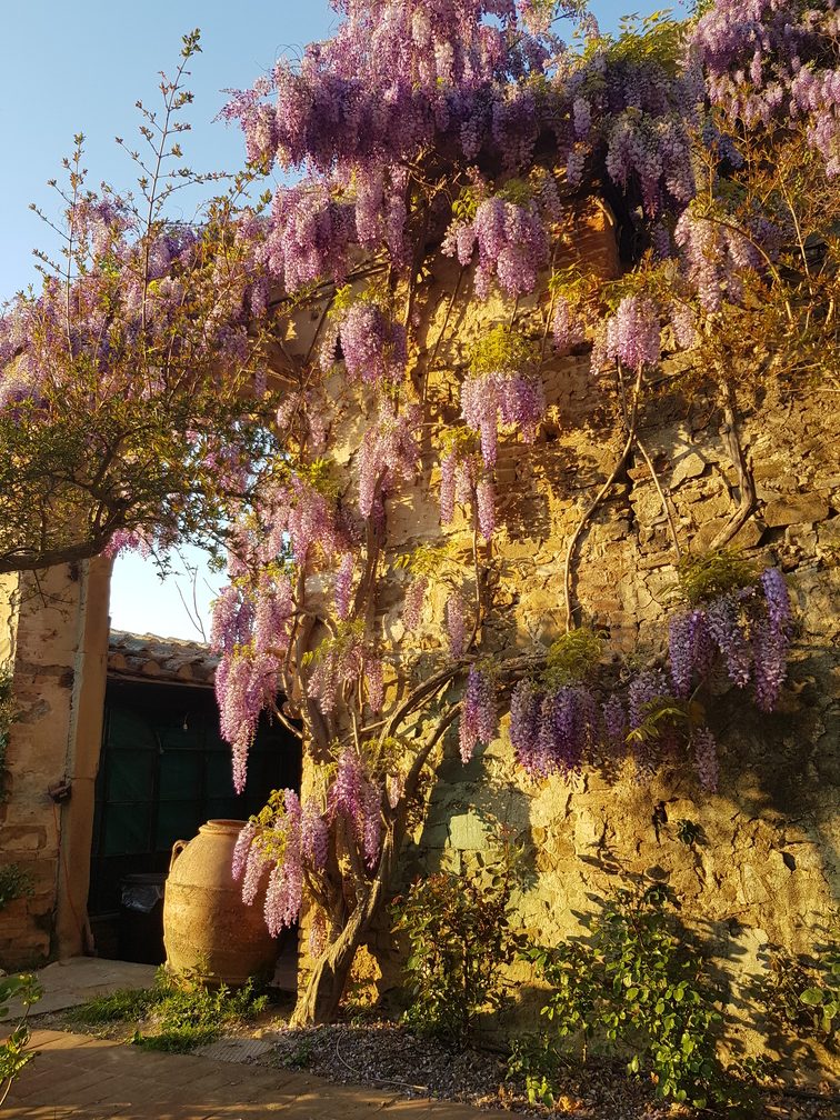 Arco con glicini in fiore sulla villa Mercedes al Saracino già Villa Bolgherini