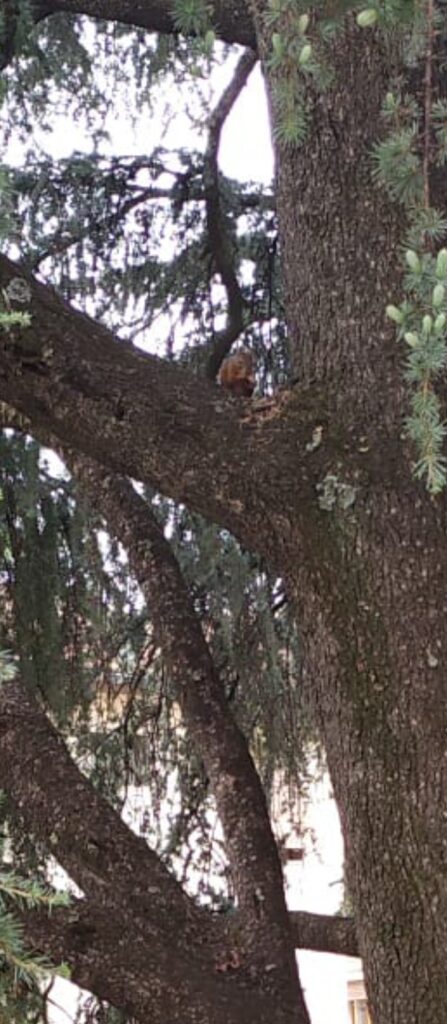 Scoiattolo su albero in via dell'Olivuzzo