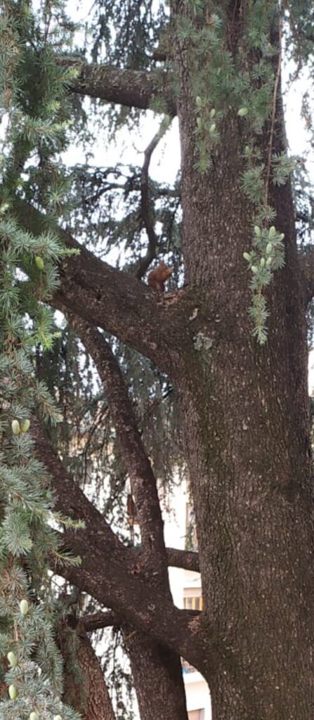 Altro scatto di scoiattolo su albero in Via dell'Olivuzzo